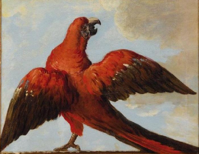 Jean Baptiste Oudry Parrot with Open Wings oil painting picture